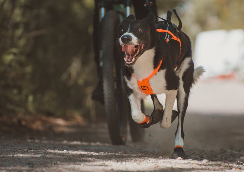 Perro corriendo en canicross con arnés Non-Stop Dogwear — Canicross Active Paw México