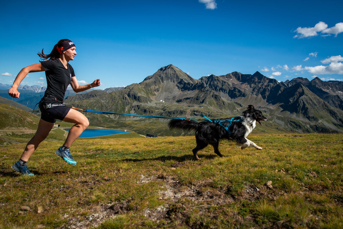Non-Stop Dogwear Freemotion Harness 5.0 – Arnés de Tiro para Perros