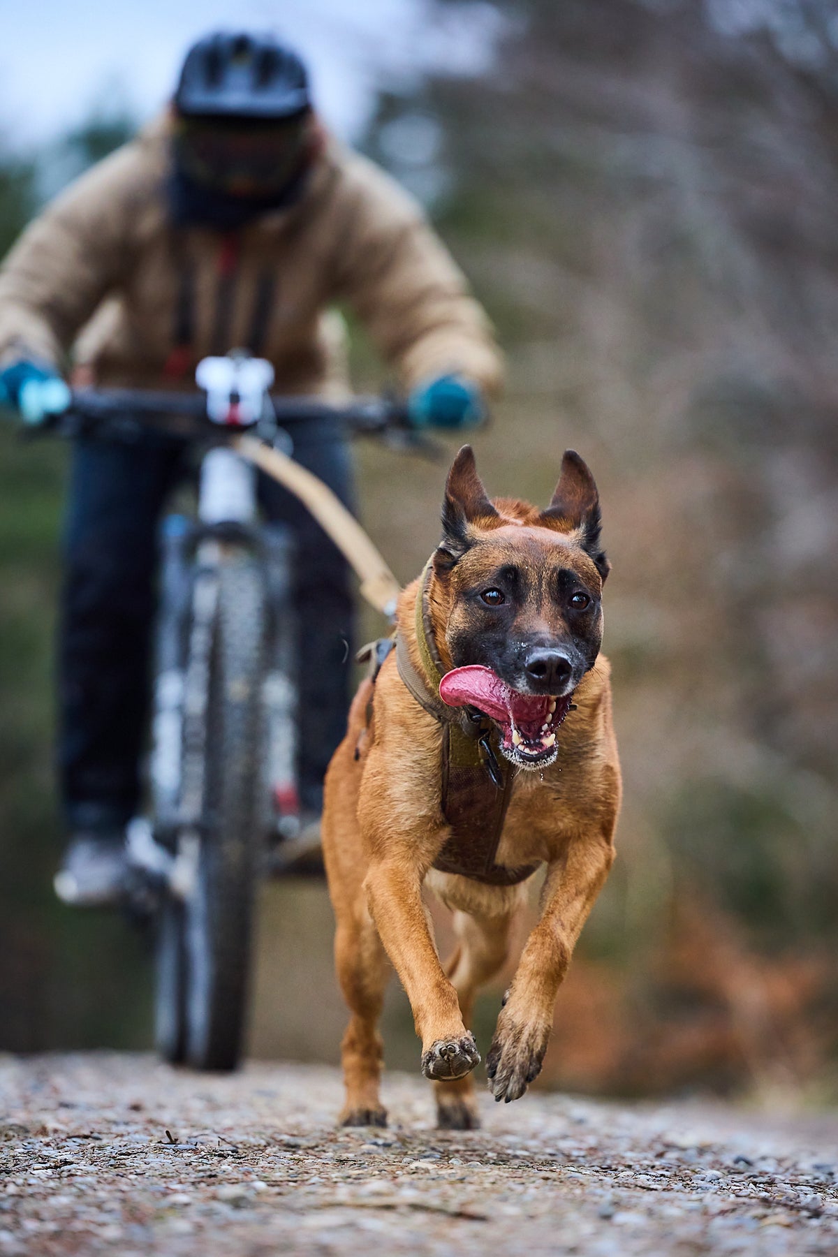 Freemotion harness WD