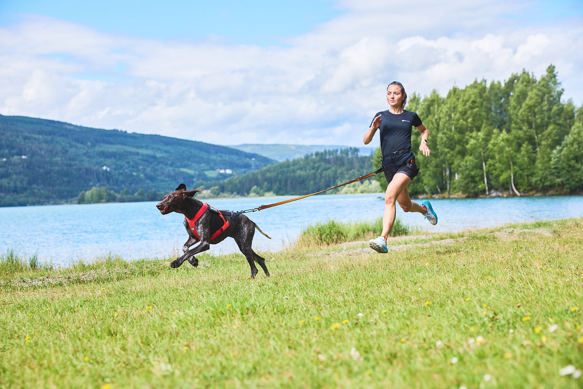 Non-Stop Dogwear Freemotion Harness 5.0 – Arnés de Tiro para Perros
