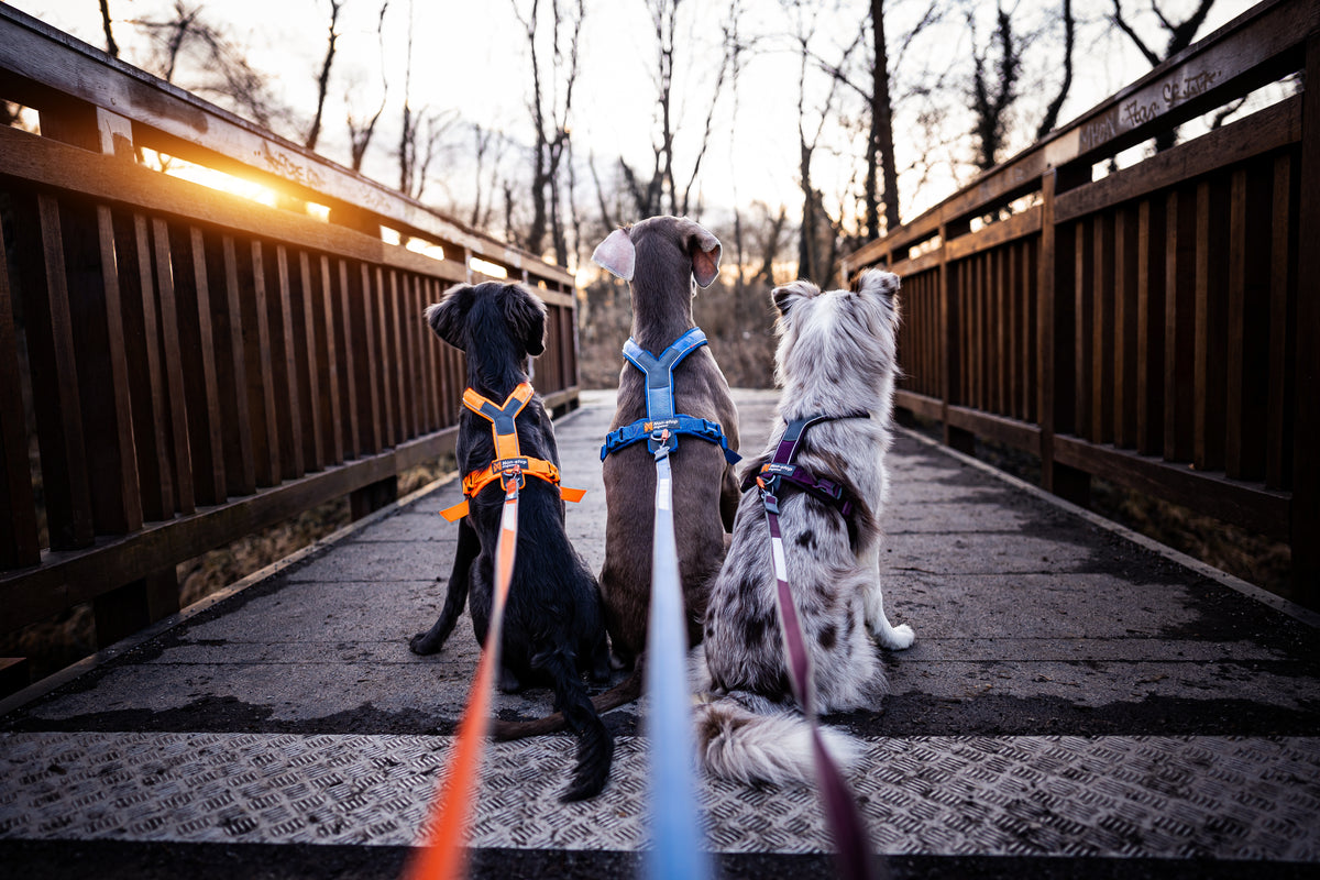 Move leash