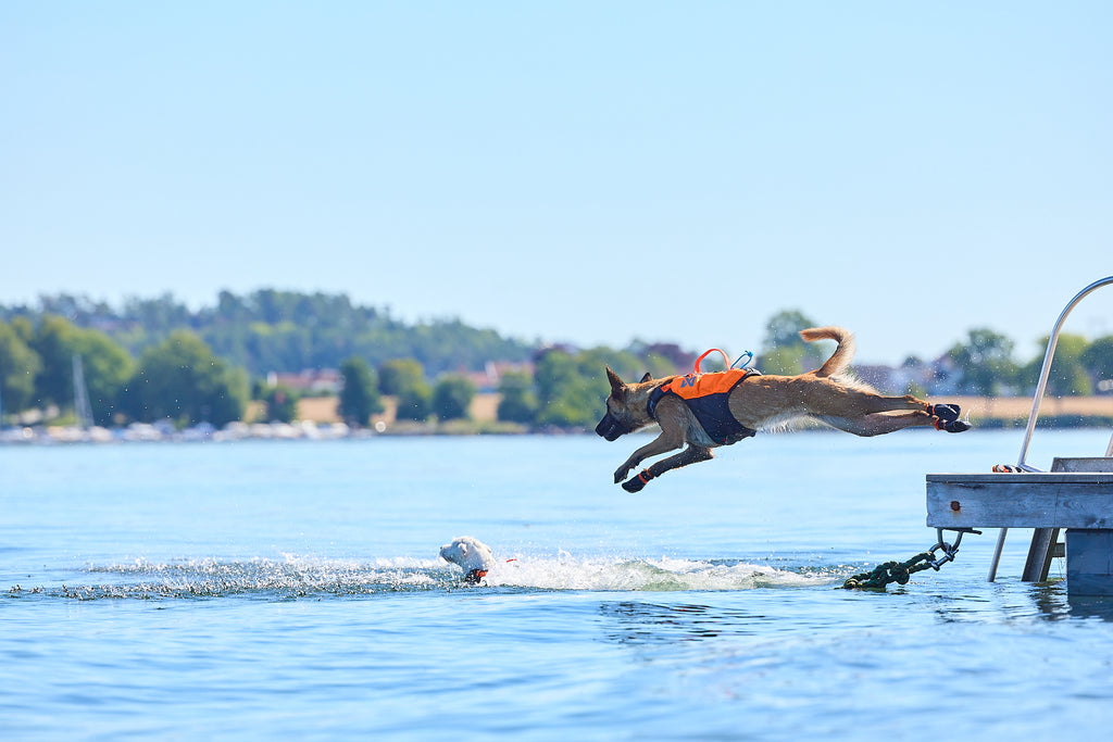 Non-stop dogwear Protector life jacket – Chaleco Salvavidas Innovador para Perros
