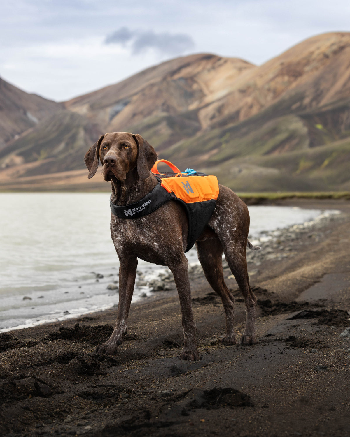 Non-stop dogwear Protector life jacket – Chaleco Salvavidas Innovador para Perros
