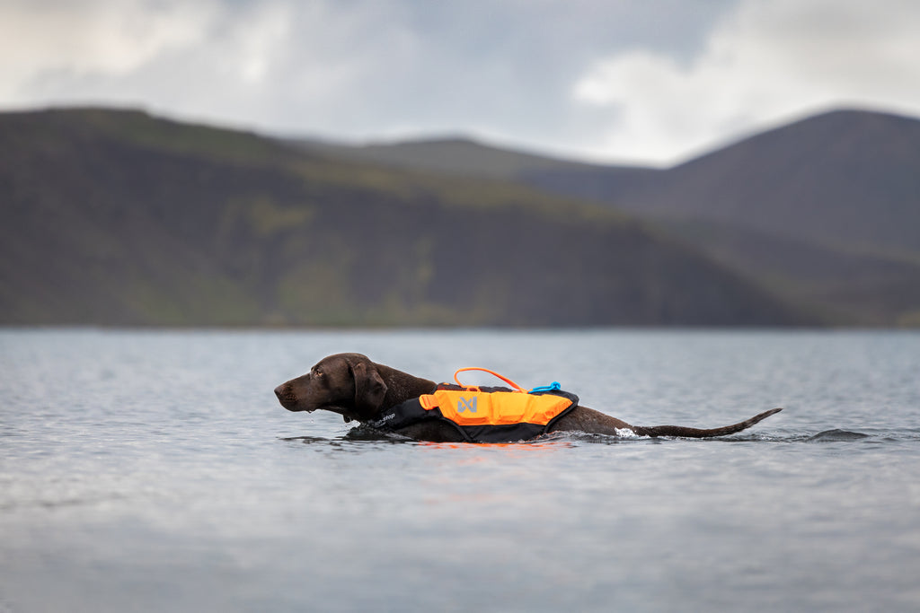 Non-stop dogwear Protector life jacket – Chaleco Salvavidas Innovador para Perros