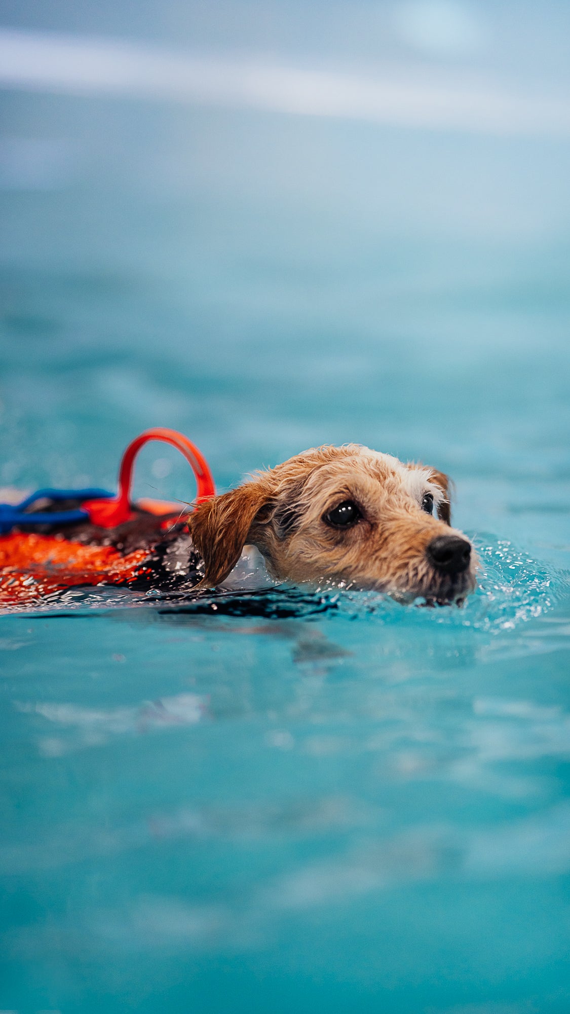 Non-stop dogwear Protector life jacket – Chaleco Salvavidas Innovador para Perros