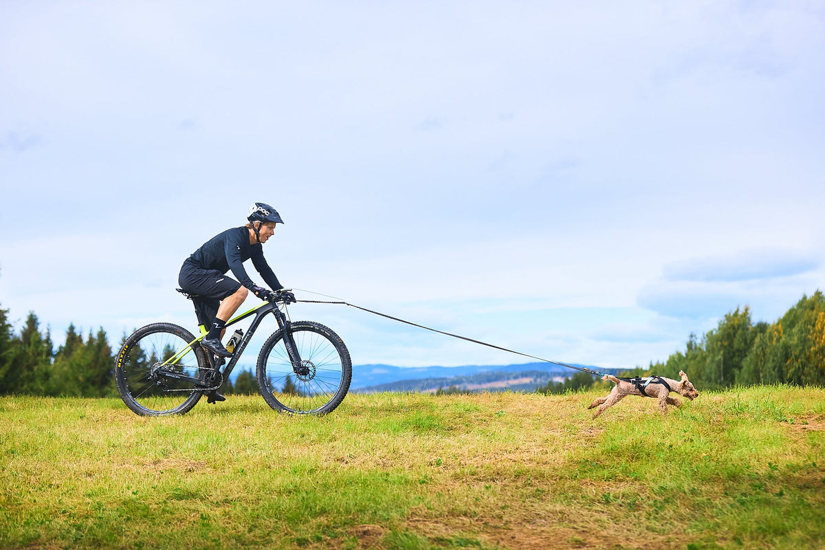 Bike Antenna Non-Stop Dogwear montada — evita que la línea elástica se enrede en la rueda delantera