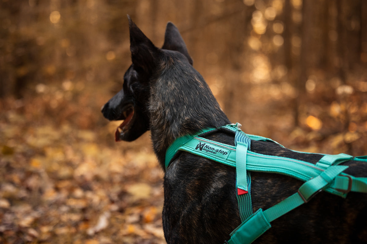Non-Stop Dogwear Freemotion Harness 5.0 – Arnés de Tiro para Perros